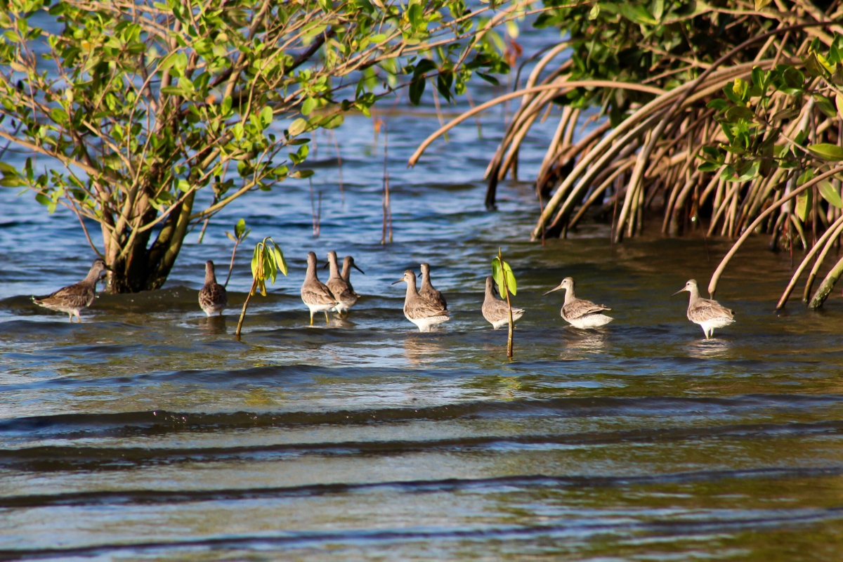 Avistamiento de aves o turismo comunitario